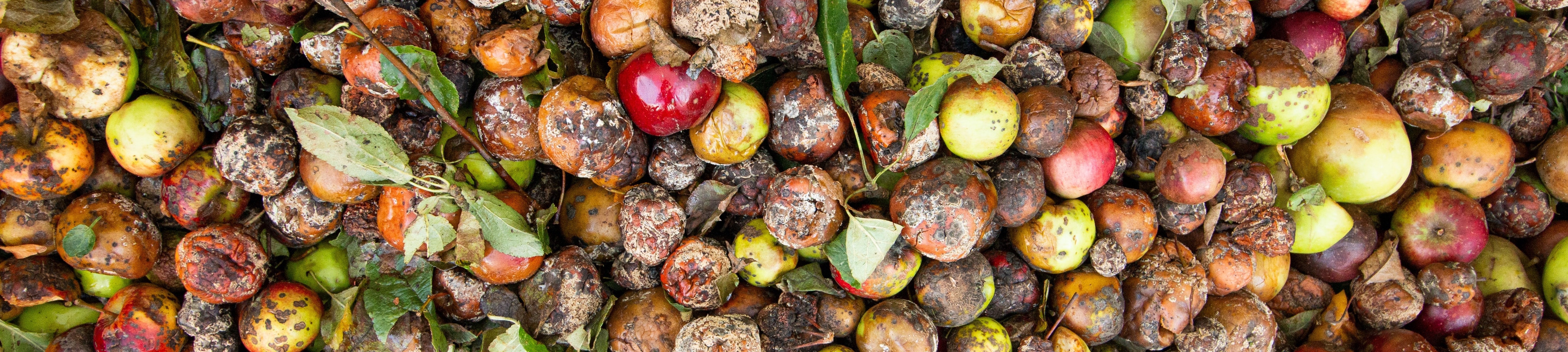 Food Waste - Exploring “Food Loss and Waste” Database from FAO